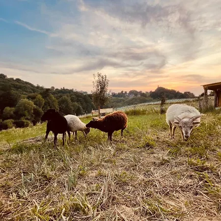 Boutique Glamping Divja Divine 度假居