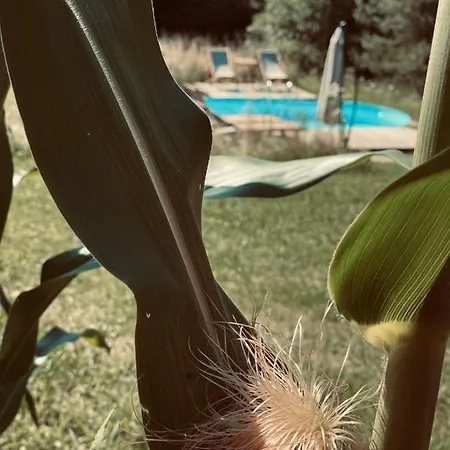 Boutique Glamping Divja Divine Vikendica