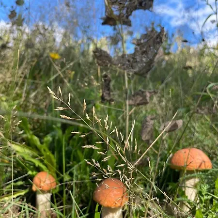 Boutique Glamping Divja Divine *