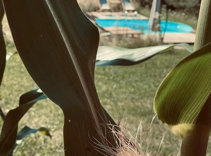 Boutique Glamping Divja Divine Tatil Evi