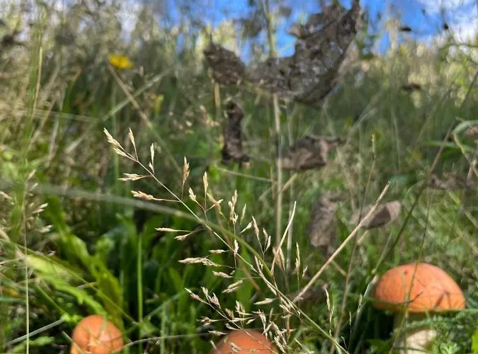 Boutique Glamping Divja Divine *